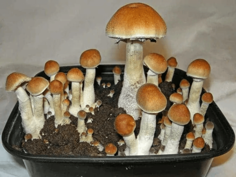 mushroom spore syringe use