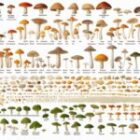 Optimal Dose Guide: How Much Medicinal Mushrooms to Take