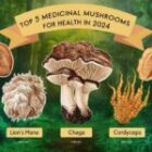 The 5 Best Medicinal Mushrooms for Boosting Your Health in 2024