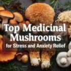 Top Medicinal Mushrooms for Stress and Anxiety Relief