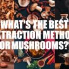 What’s the Best Extraction Method for Mushrooms?