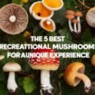 The 5 Best Recreational Mushrooms for a Unique Experience