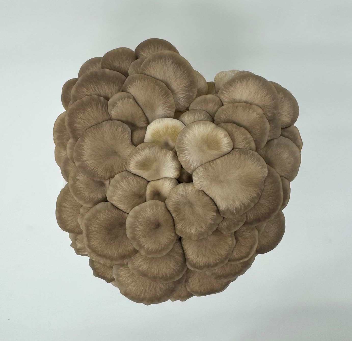1738636503_61wtSYxpyiL._AC_SL1382_.jpg White & Brown Oyster Mushroom Grow Kit 2-Pack Variety - Beginner Friendly & Easy to Use, Grows in 10 Days | Handmade in California, USA | Top Gardening Gift, Holiday Gift & Unique Gift - Image 5