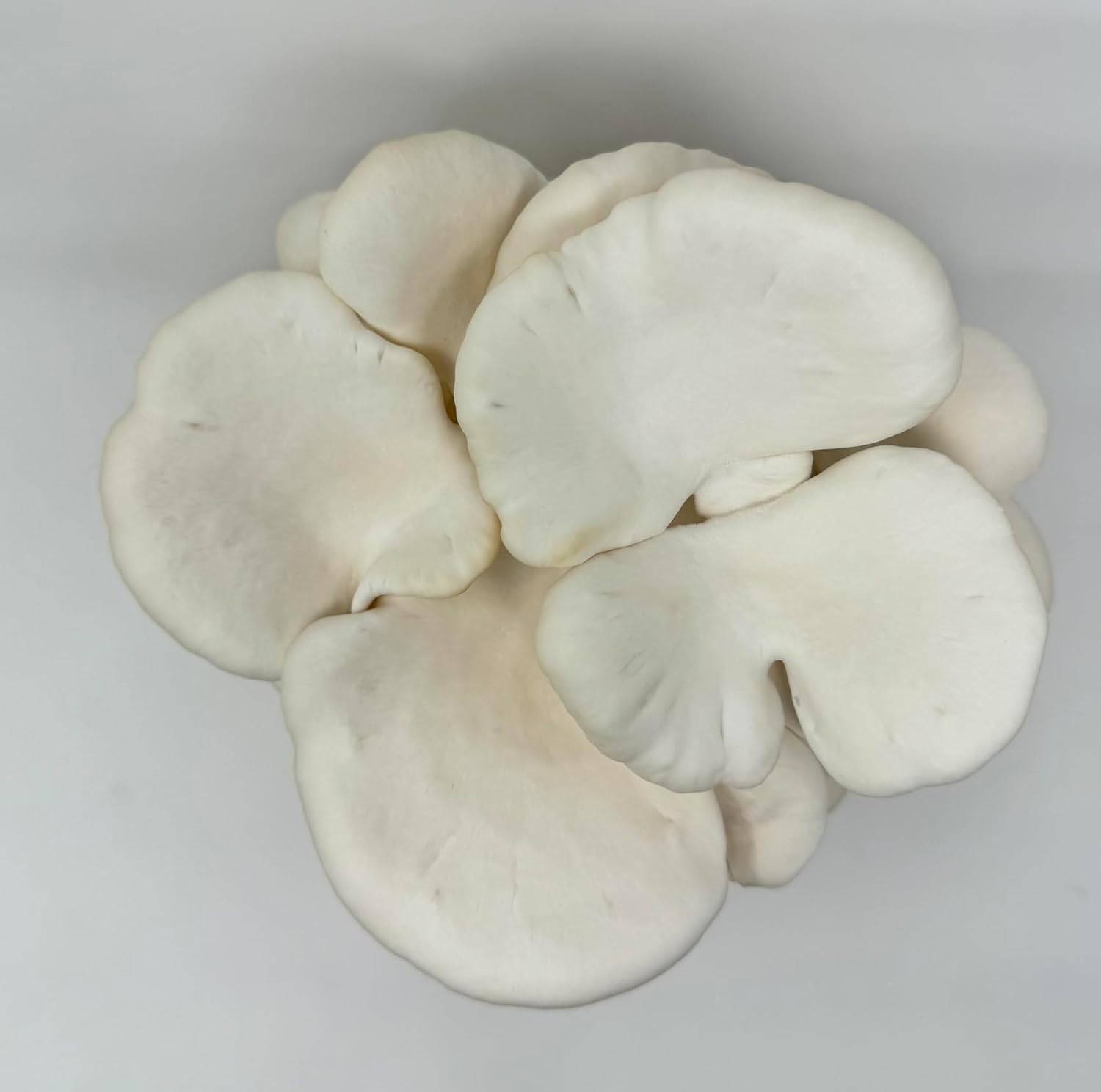 1738636506_61Uxx6fXstL._AC_SL1500_.jpg White & Brown Oyster Mushroom Grow Kit 2-Pack Variety - Beginner Friendly & Easy to Use, Grows in 10 Days | Handmade in California, USA | Top Gardening Gift, Holiday Gift & Unique Gift - Image 6