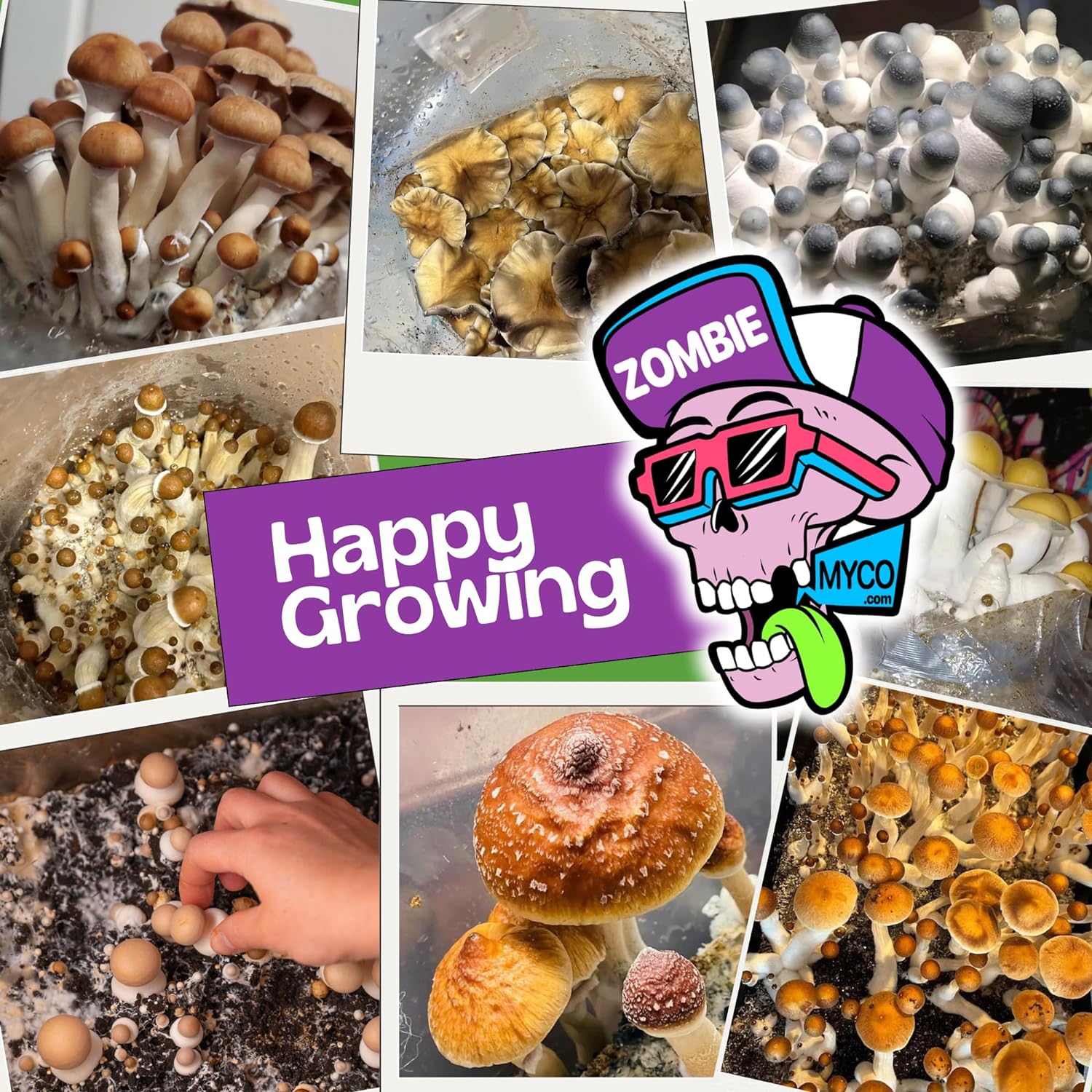 1739770990_91sIpVcGgbL._AC_SL1500_.jpg All in One Mushroom Grow Bag, 5lb Mega Bag,Sterilized Grain and CVG Substrate, Mushroom Grow Kit, Grow Mushrooms at Home, Growing Bag with Injection Port, Bring Your Own Spores (3) - Image 5
