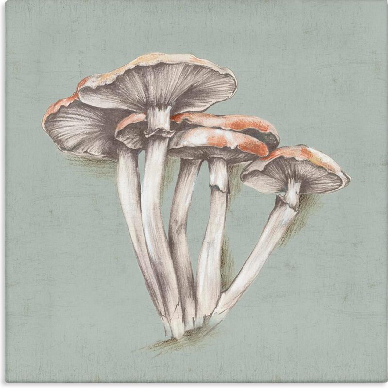 Stupell Industries Mushroom Bundle Drawing Canvas Wall Art Design by Eli Jones, 17 x 17