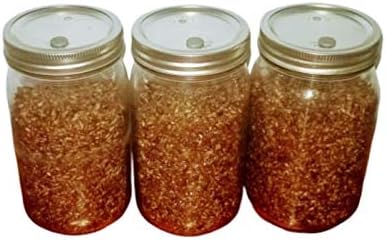 Sterilized Rye Grain Mushroom Substrate in Injectable Jars (3 Jars Per Order) - Each Jar Has a Self-Healing Injection Port and a Filter