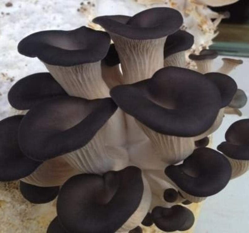 500 Black Oyster Mushroom Spawn Plugs/Dowels to Inoculate Logs or Stumps to Grow Gourmet and Medicinal Mushrooms - Grown Your Own Mushrooms for Years to Come
