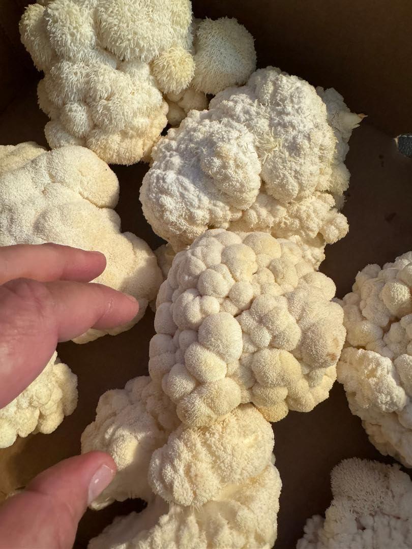 616ojQuTe8L._AC_SL1080_.jpg 50 gram Huge JAR of Freeze-Dried Lion's Mane Mushroom Slices. 1.5lbs Rehydrated. 100% Organic. 100% Made in USA. Great for Powder, Tea or Suppliment. No fillers. No Additives. Great for Stamets stack! - Image 4