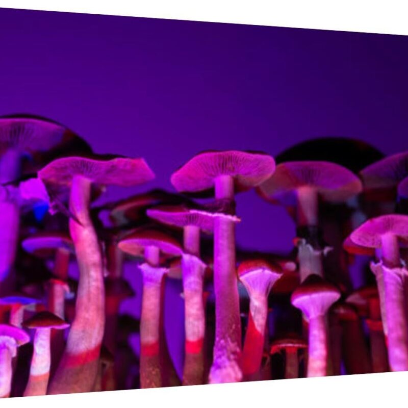 Canvas Wall Art for Living Room Bedroom psilocybin mushrooms Big Large Wall Art Decor Framed Painting Wall Pictures Prints Artwork Office
