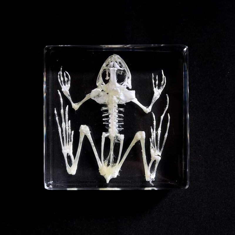 Real Frog Toad Skeleton Specimens in Resin Paperweight Crafts, Animal Taxidermy Collection for Science Education & Desk Ornament (Toad Skeleton)