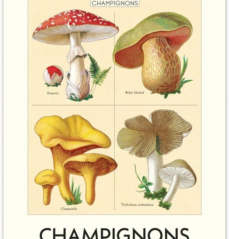 Cavallini 2025 Calendar Wall Mushroom 473526