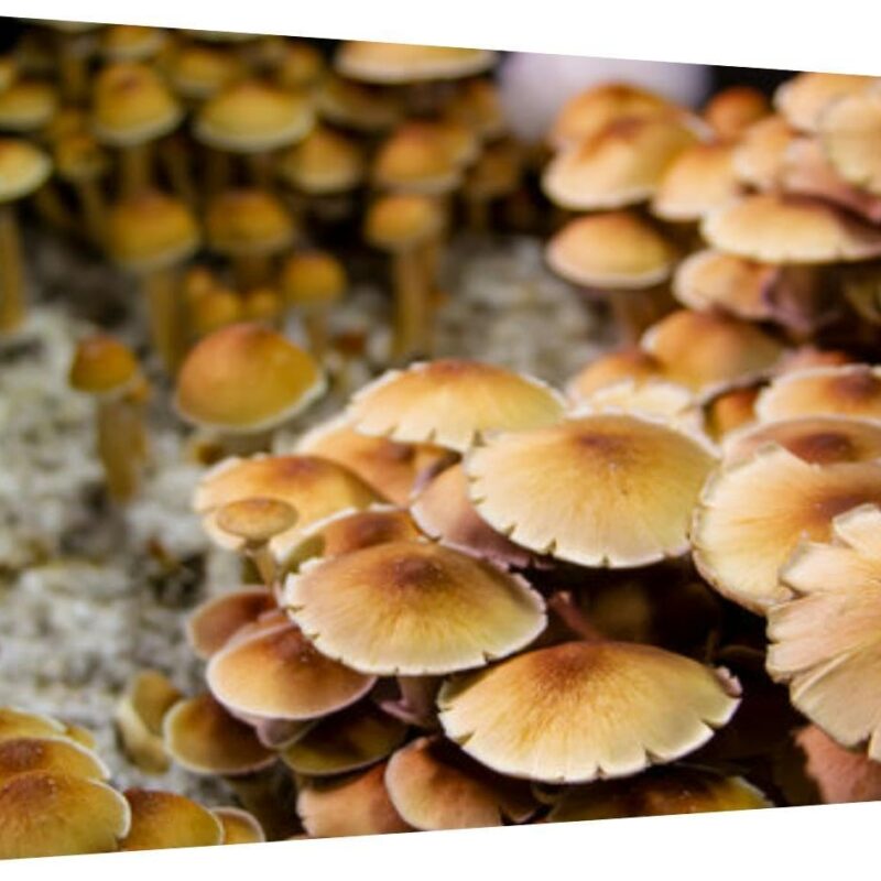 XidexFara Canvas Wall Art for Living Room Bedroom Golden Teacher Cubensis Magic Mushrooms Big Large Wall Art Decor Framed Painting Wall Pictures Prints Artwork Office