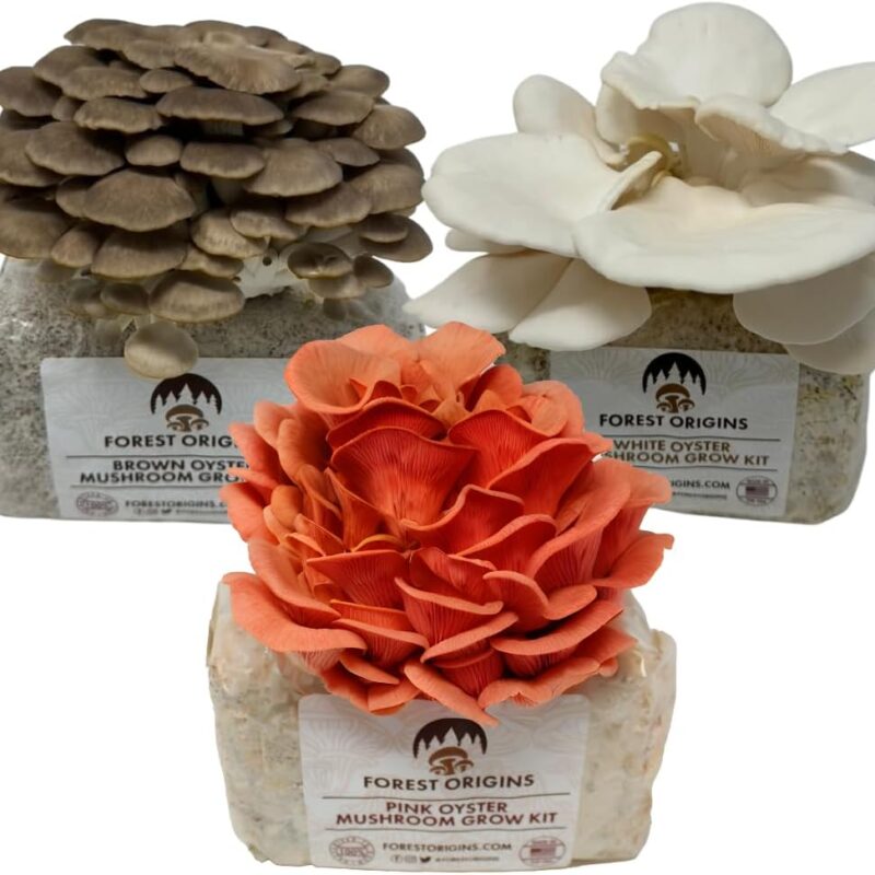 Specialty Trio Oyster Mushroom Grow Kit 3-Pack Variety - Beginner Friendly & Easy to Use, Grows in 10 Days | Handmade in California, USA | Top Gardening Gift, Holiday Gift & Unique Gift