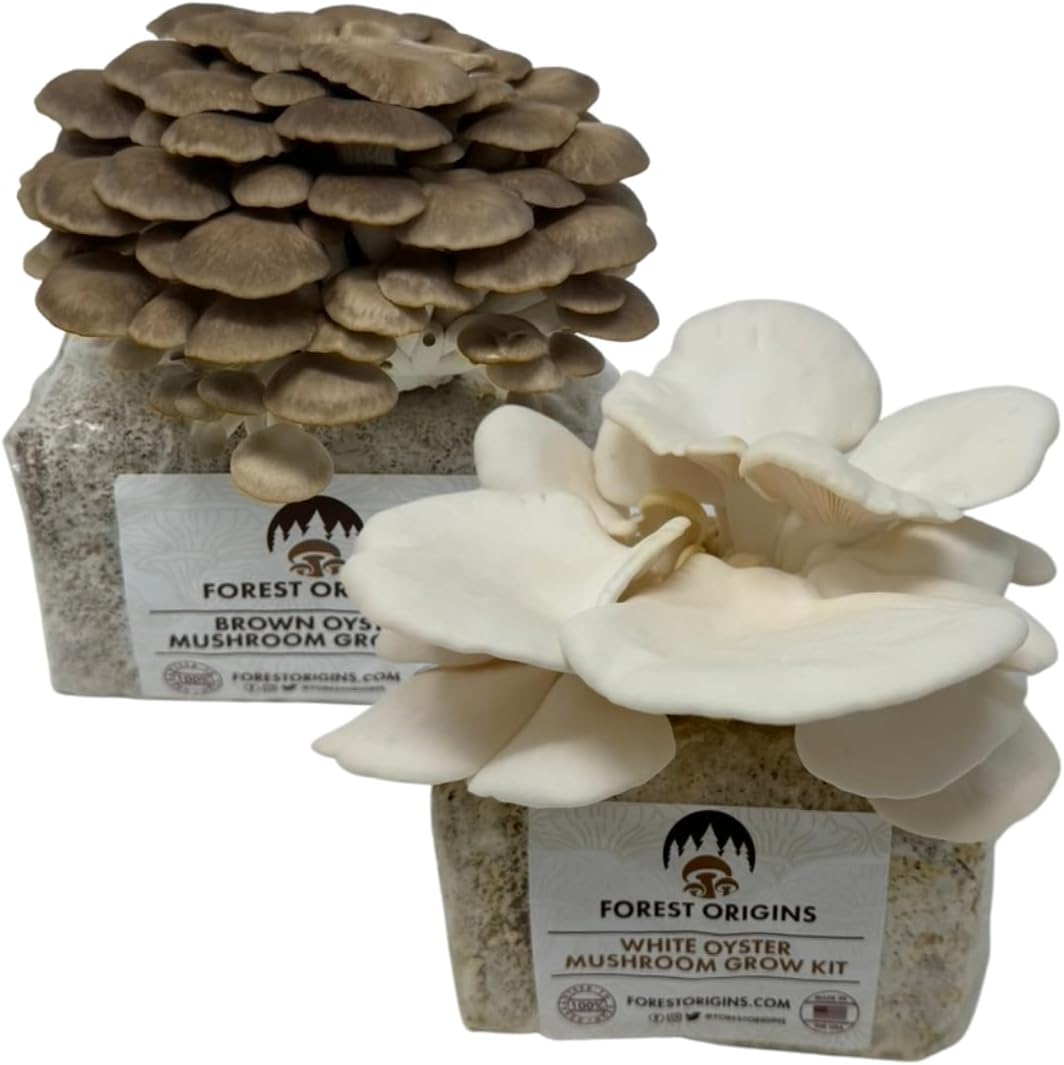 61faGlHl7JL._AC_SL1080_.jpg White & Brown Oyster Mushroom Grow Kit 2-Pack Variety - Beginner Friendly & Easy to Use, Grows in 10 Days | Handmade in California, USA | Top Gardening Gift, Holiday Gift & Unique Gift