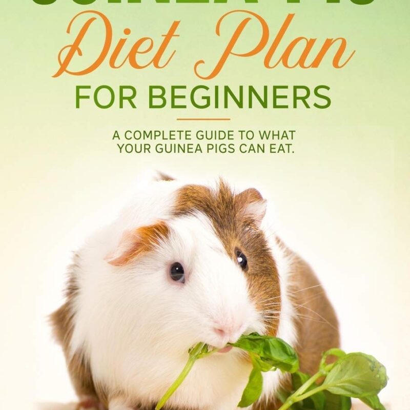 Guinea Pig Diet Plan For Beginners: A Complete Guide To What Your Guinea Pigs Can Eat