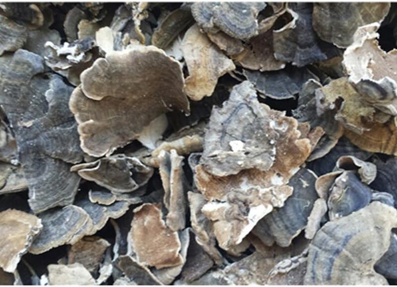 Dried Turkey Tail Mushrooms - 16 ounce (1 lb)