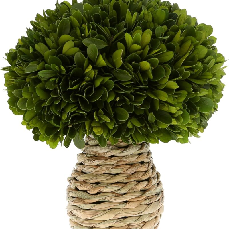 Pavilion Gift Company - Preserved Boxwood Seagrass 10" Mushroom Greenery Decor