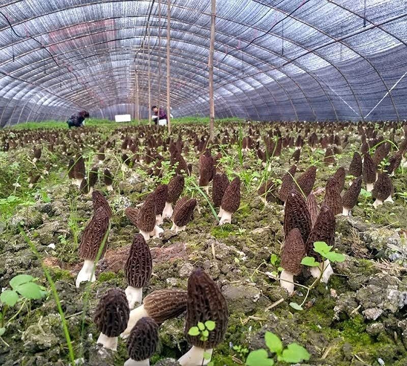 Dried Morel Mushrooms - Morchella Conica 4 Ounce 羊肚菌