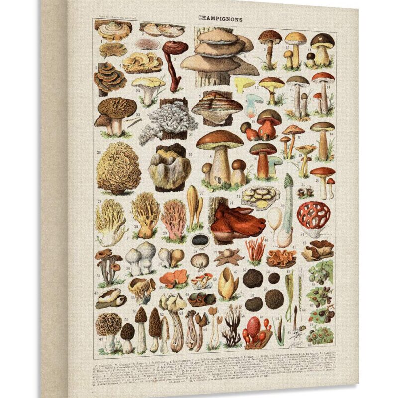 Vintage French Mushrooms Champignons by Adolphe Millot Reproduction 28x36 Unframed Poster - Antique Botanical Fungi Illustration Print, Educational Chart for Kitchen & Living Room Décor