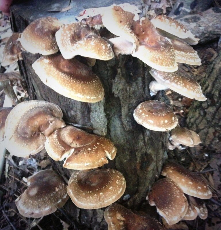 Shiitake Mushroom Fatboy Log 25" Enjoy Edible Amazing Mushrooms Grow Your Own