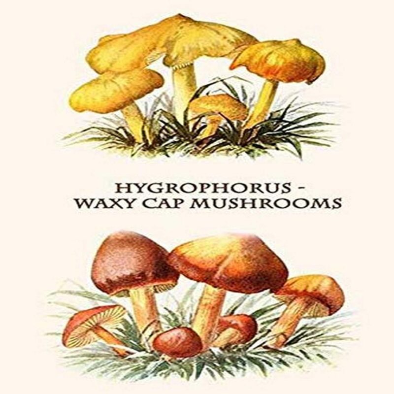 The waxy caps are white-spored mushrooms with thick waxy gills and frequently waxy or slimy caps Two main groups of waxy caps can easily be distinguished in the field those that tend to have medium-si
