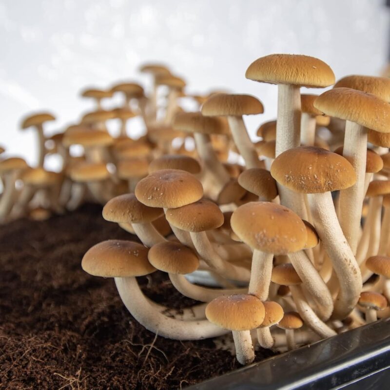 North Spore + Max Yield Bins 'Boomr Bag' Monotub Kit | Complete Dung-Loving Mushroom Grow Kit | Includes Monotub, Sterile Substrates, Coco Coir & Filters - Just Add Spores