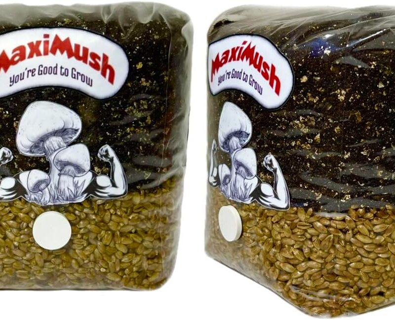 (XL 2-Pack) Mushroom Grow Kit! Magic Grow Bag for Mushrooms! (XL 4Lbs. x2)| Grain, Substrate, and Injection Port All-in-One! The Good to Grow Kit!