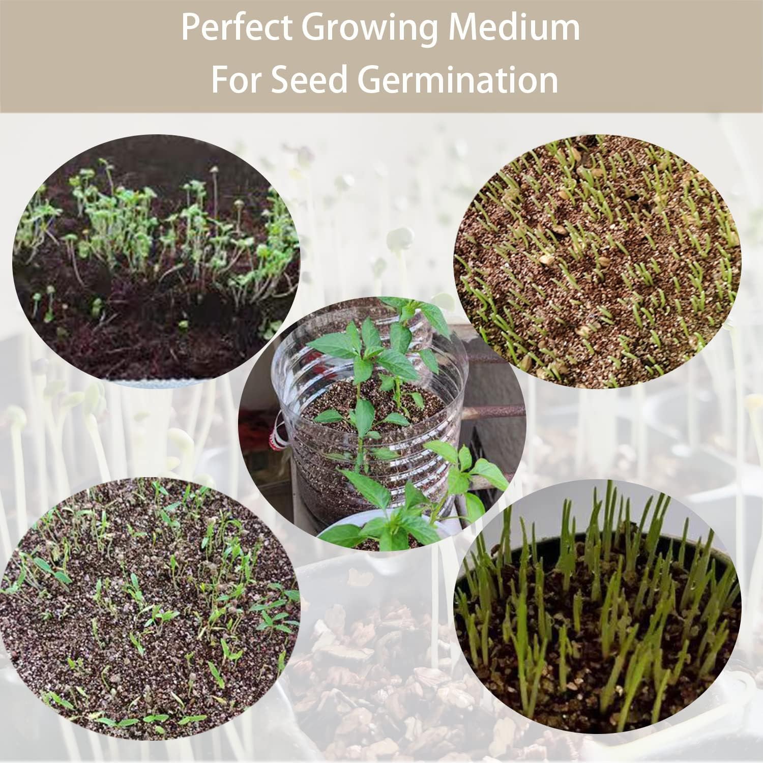 81EZRnxZ3-L._AC_SL1500_.jpg Natural Coarse Vermiculite 5QT for Plants Organic Occurring Mineral Potting Mix Grow Medium for Potted Plants, Hydroponics, Terrariums, Orchids, Mushroom Growing Or Reptile Habitats - Image 6
