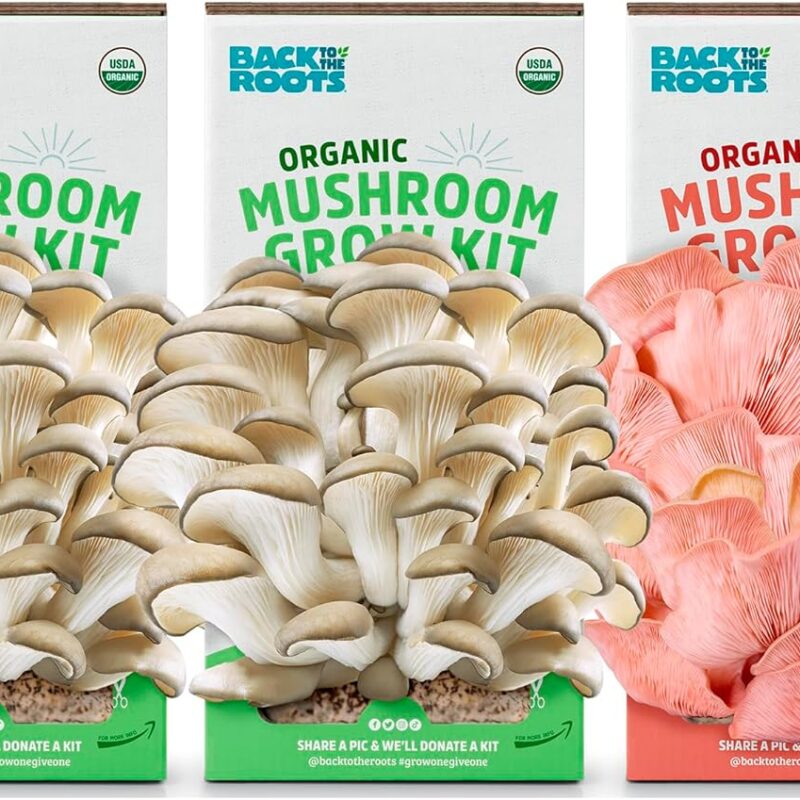 Back to the Roots Organic Mushroom Grow Kit 3-Pack: Oyster, Oyster & Pink-Harvest Gourmet Mushroom in Just 10 Days