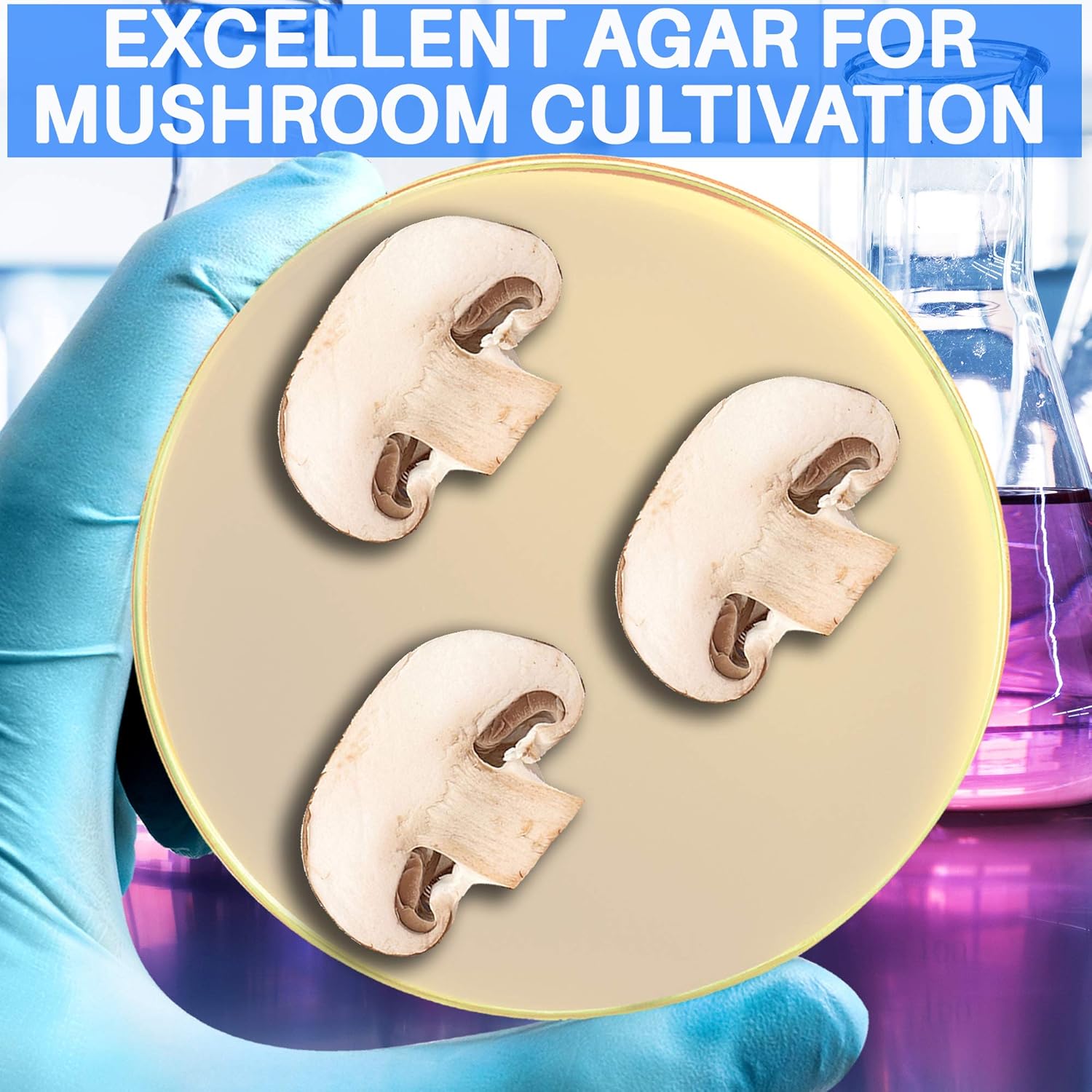 81GuUkMVCML._SL1500_.jpg Malt Extract Agar Powder 500 Grams - Evviva Sciences - Make Over 500 Agar Petri Dishes - Premium Performance - Excellent for Mold & Fungus - Great for Mushrooms & Science Projects - Image 5