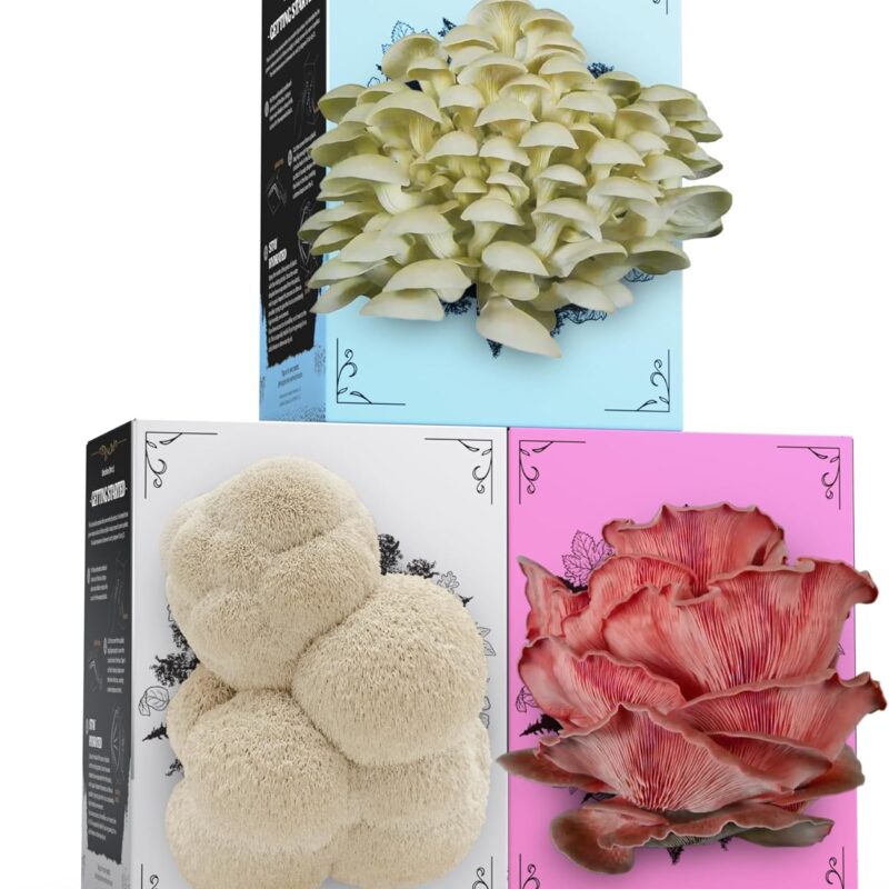 3 Pack Mushroom Grow Kit (4lbs) | USDA Certified Organic | Grow Your Own Delicious Gourmet Mushrooms at Home