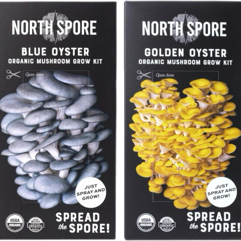 (2-Pack) North Spore Organic Blue Oyster & Golden Oyster Mushroom Spray & Grow Kits (4 lbs each) | USDA-Certified Organic, Non-GMO, Beginner-Friendly & Easy to Use | Handmade in Maine, USA