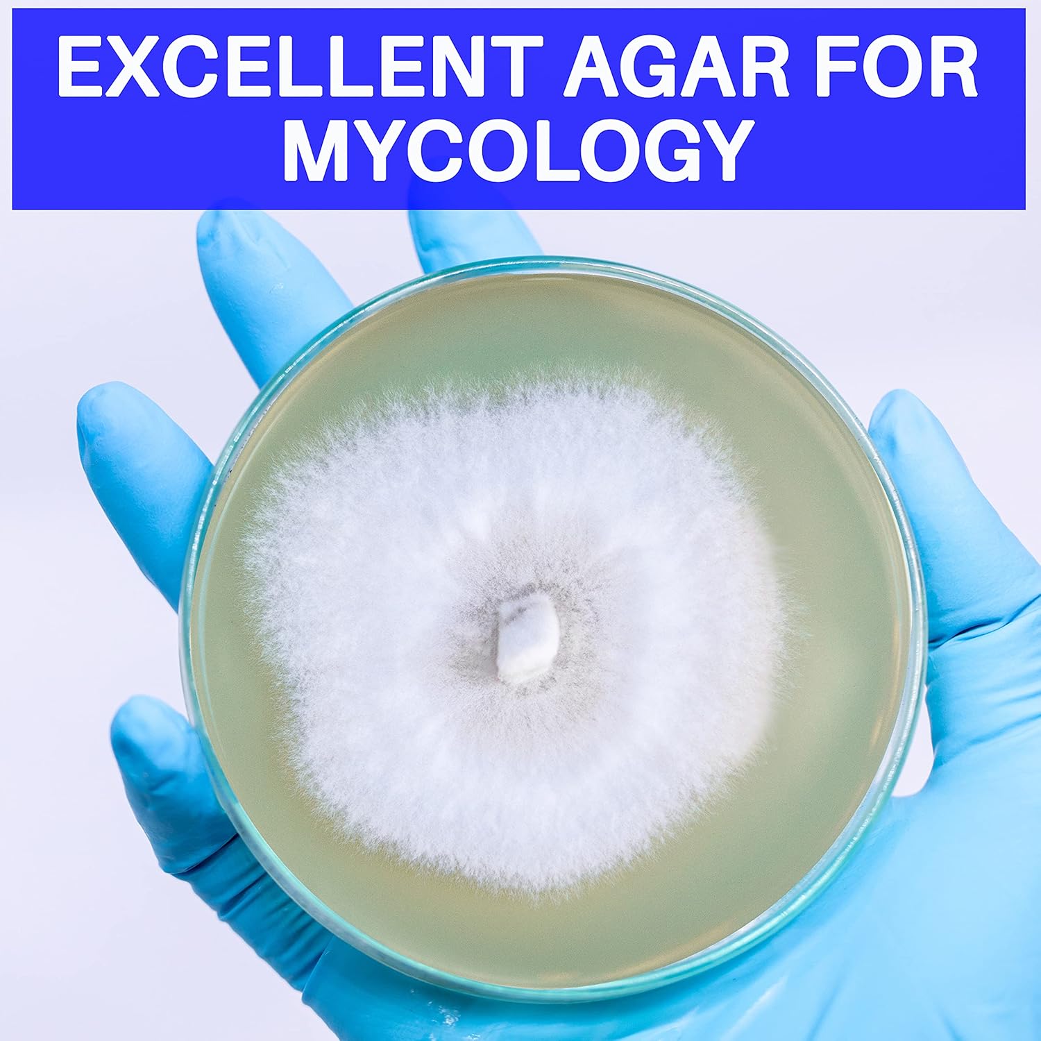 81WCjiW1AS._SL1500_.jpg Malt Extract Agar Powder 500 Grams - Evviva Sciences - Make Over 500 Agar Petri Dishes - Premium Performance - Excellent for Mold & Fungus - Great for Mushrooms & Science Projects - Image 6