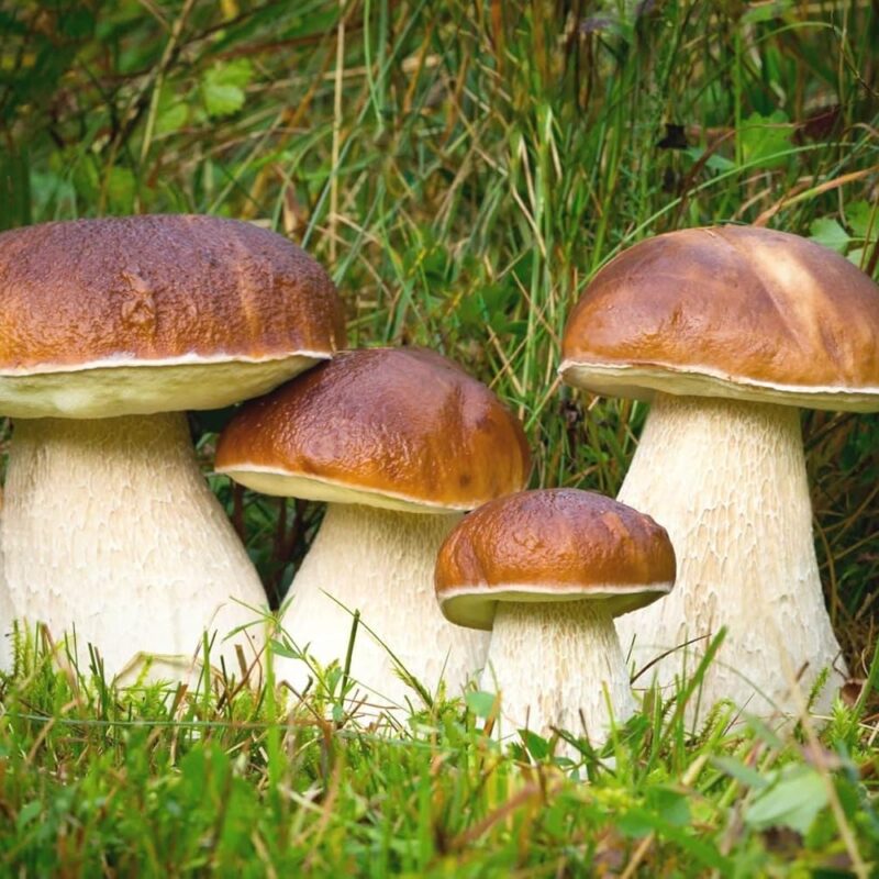 Generic Whole Mushrooms Porcini (Italy), Fresh, Frozen, 4lb