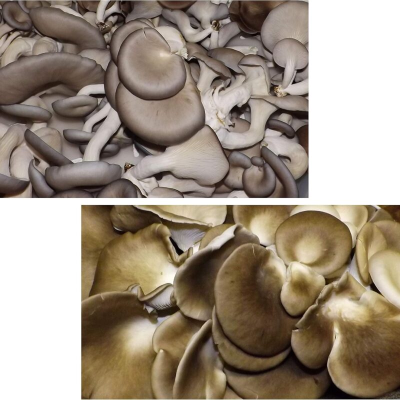 Four Oyster Mushroom Logs/Growing Kits - Makes it Easy to Grow Your Own Fresh Mushrooms!