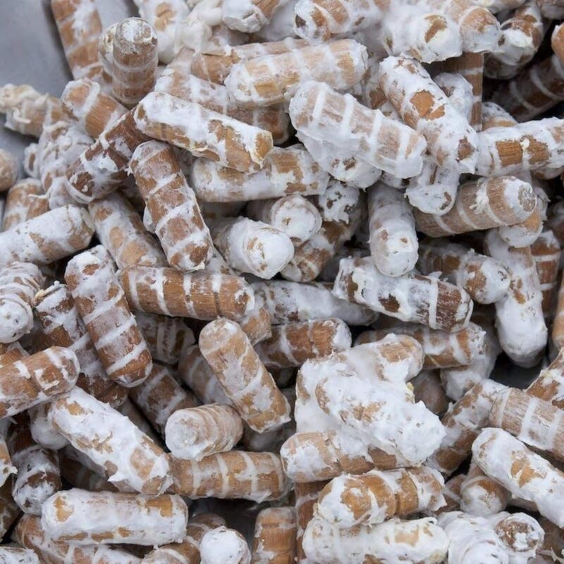 500 Pink Oyster Mushroom Spawn Plugs/Dowels to Inoculate Logs or Stumps to Grow Gourmet and Medicinal Mushrooms - Grown Your Own Mushrooms for Years to Come