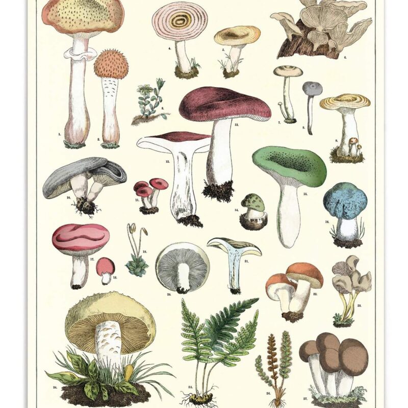 Cavallini Papers and Co., Inc. Mushrooms Vintage School Chart