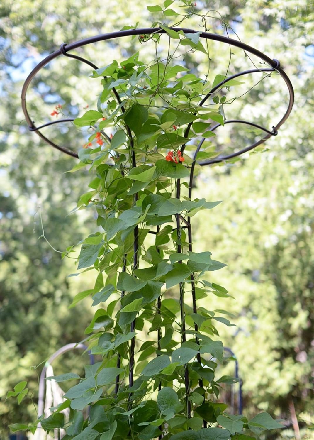 81ug6Drzv7L._AC_SL1500_.jpg Achla Designs PYL-09 Mushroom Garden Pylon Trellis Climbing Plants Support, Wrought Iron, 72-in H, Roman Bronze - Image 5