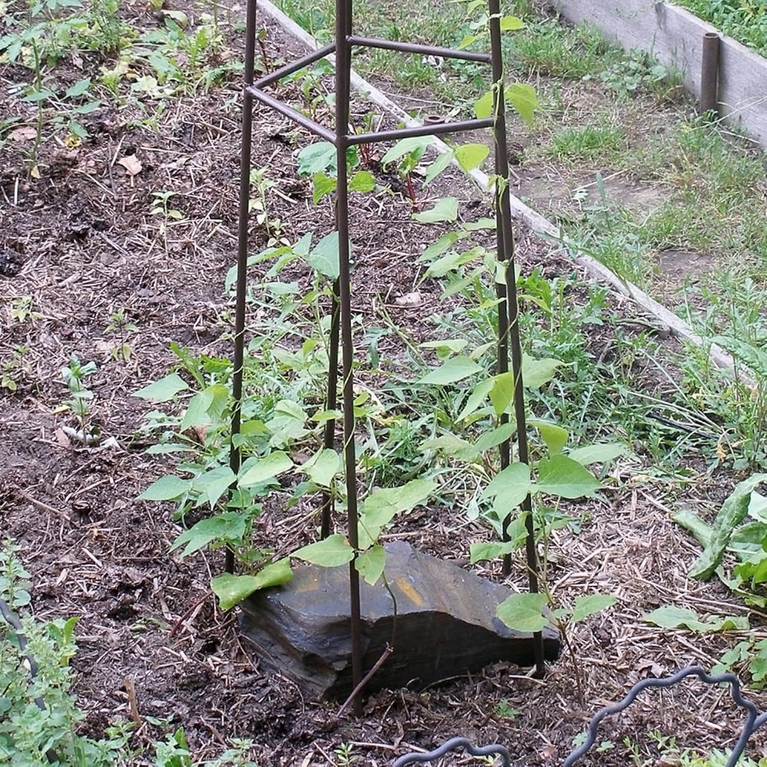 91nEkM-IFGL._AC_SL1500_.jpg Achla Designs PYL-09 Mushroom Garden Pylon Trellis Climbing Plants Support, Wrought Iron, 72-in H, Roman Bronze - Image 6