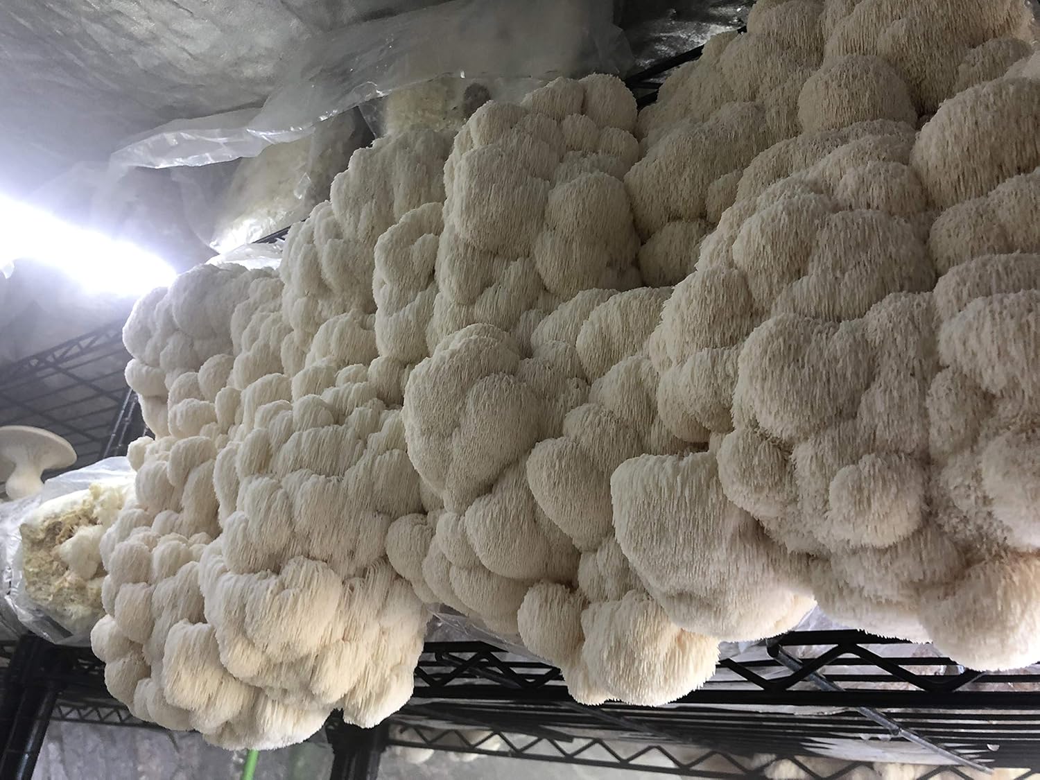 1741854512_91zyz-GAq8L._AC_SL1500_.jpg Unicorn Bag 3T for Mushroom Growers - 75 Count - Image 2