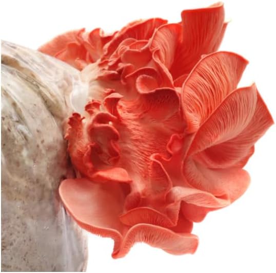 Grow Your Own Mushroom Kit - Pink Oyster