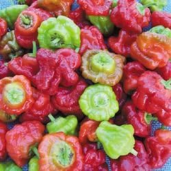Pepper Hot Mushroom Red Cap 1,000 Seeds