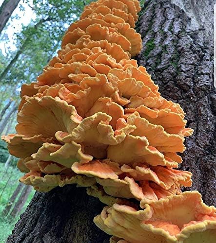 500 Chicken of The Woods Mushroom Spawn Plugs/Dowels to Inoculate Logs or Stumps to Grow Gourmet and Medicinal Mushrooms - Grown Your Own Mushrooms for Years to Come