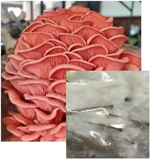 Pink Oyster Mushroom Mycelium Spawn Plugs (500)