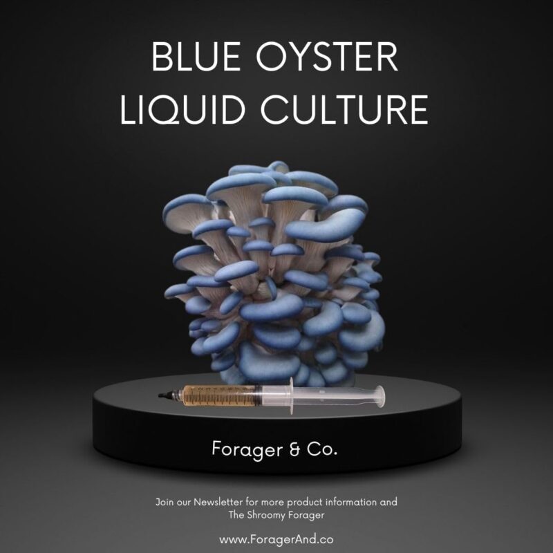 FORAGER & CO. Oyster Mushroom Liquid Culture Collection