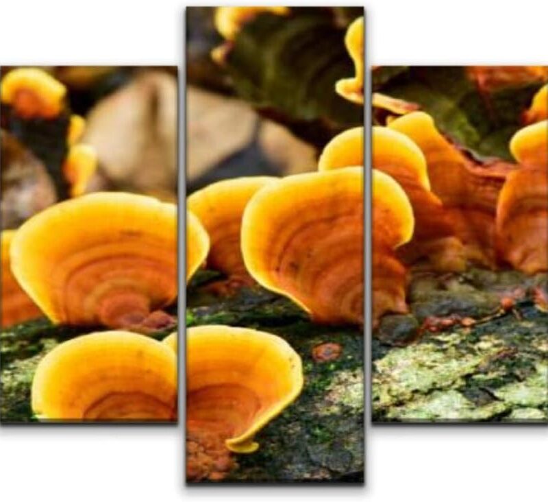 5 panels Wall Art Print On Canvas Reishi wild mushroon growing on driftwood Yellow mushroom in nature Modern Abstract Picture Poster for Home Decor Stretched and Framed Ready to Hang (60''Wx32''H)