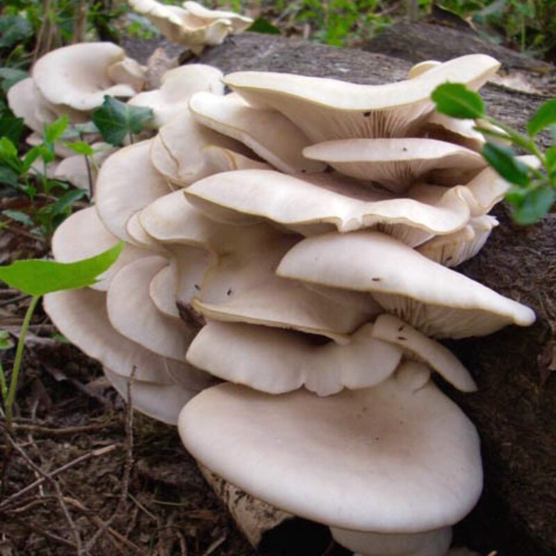 500 Pearl Oyster Mushroom Spawn Plugs/Dowels to Inoculate Logs or Stumps to Grow Gourmet and Medicinal Mushrooms - Grown Your Own Mushrooms for Years to Come