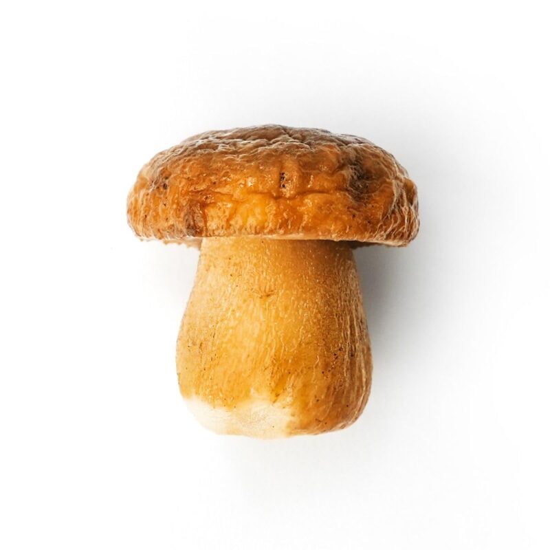 Whole Porcini Mushrooms - 2.2 lb / 1 kg