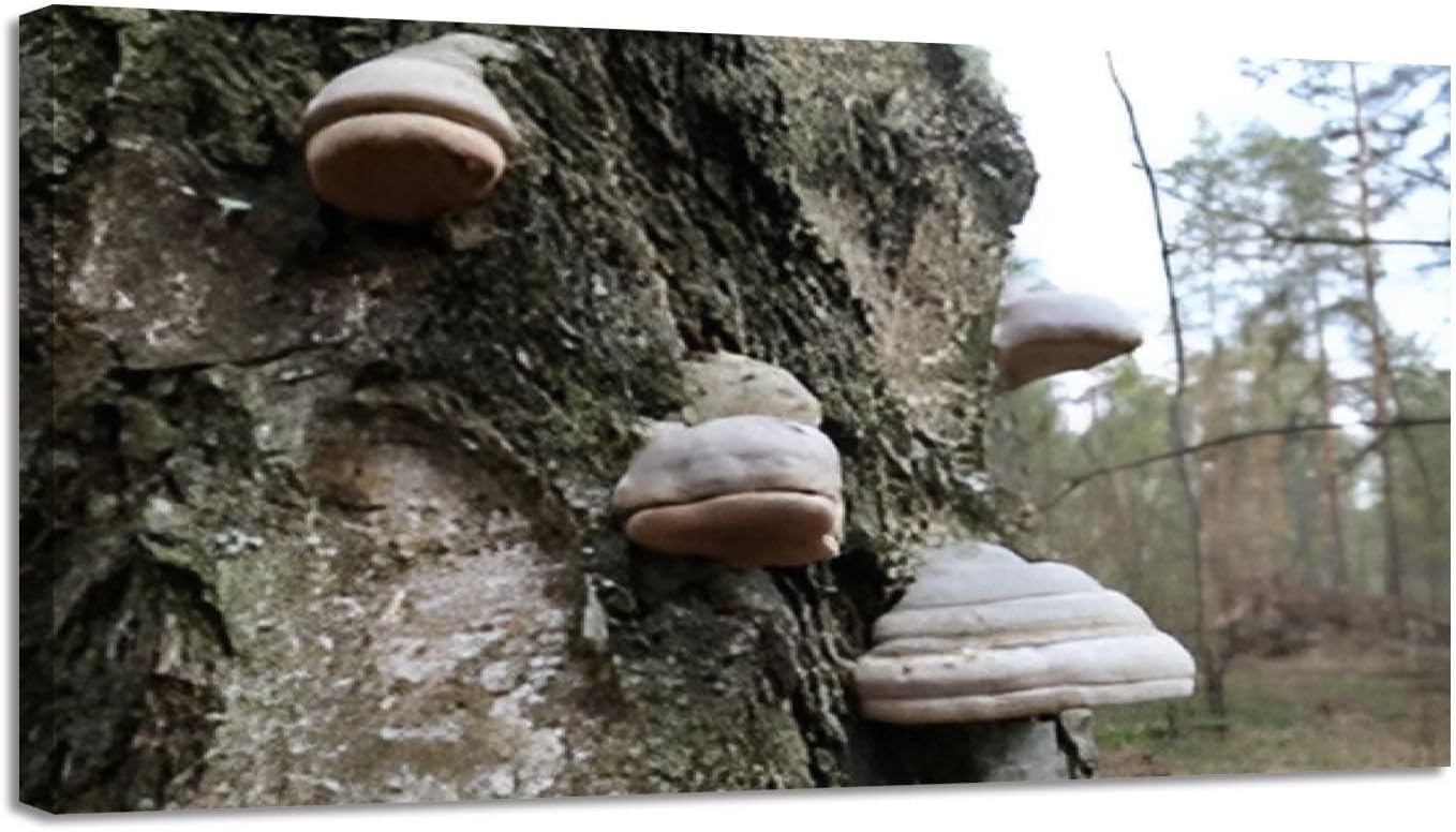 61eHvhGAEJL._AC_SL1500_.jpg CHAUSSUREBAR Wall Art Paintings Tinder mushroom trunk an old tree Canvas Art Print wall Poster Artwork for living Room Bedroom Wall Decor and Home Decor 20 x 40inch x 1pcs